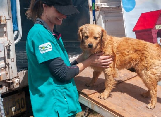 Volunteer with a dog during a village health campaign"
