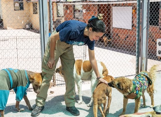 Volunteer at the dog rescue shelter in Cusco, Peru"