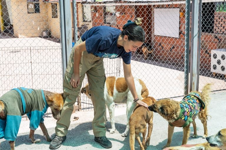 Volunteer with dogs in the Globalteer dog shelter near Cusco