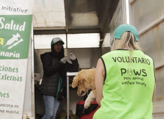 Volunteer bringing a dog to the mobile clinic"