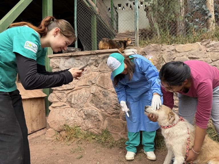 Volunteer, vet and staff member treating a small dog beside a kennel