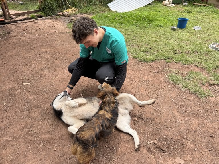 Male volunteer crouching to give two dogs belly rubs on the dirt