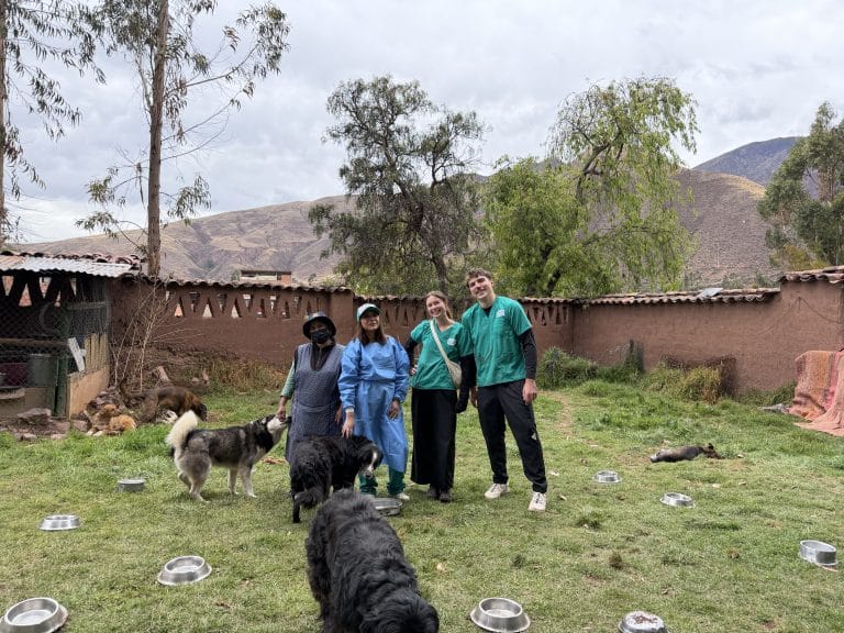 Volunteers and shelter staff standing together with dogs in the shelter yard, mountains behind