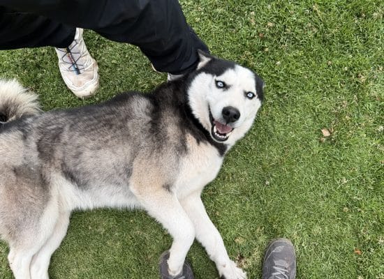Blue-eyed husky lying on the grass looking up at a volunteer"