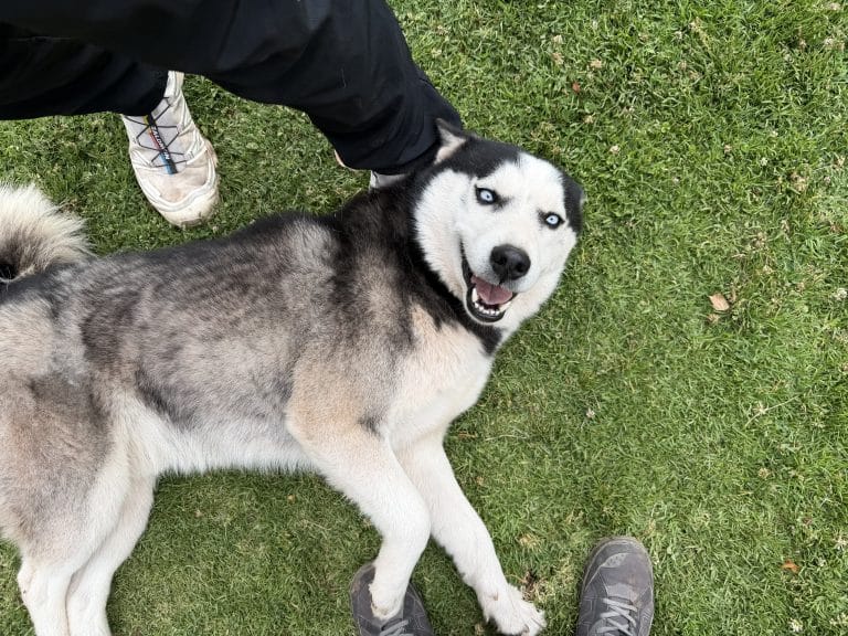 Blue-eyed husky lying on the grass looking up at a volunteer