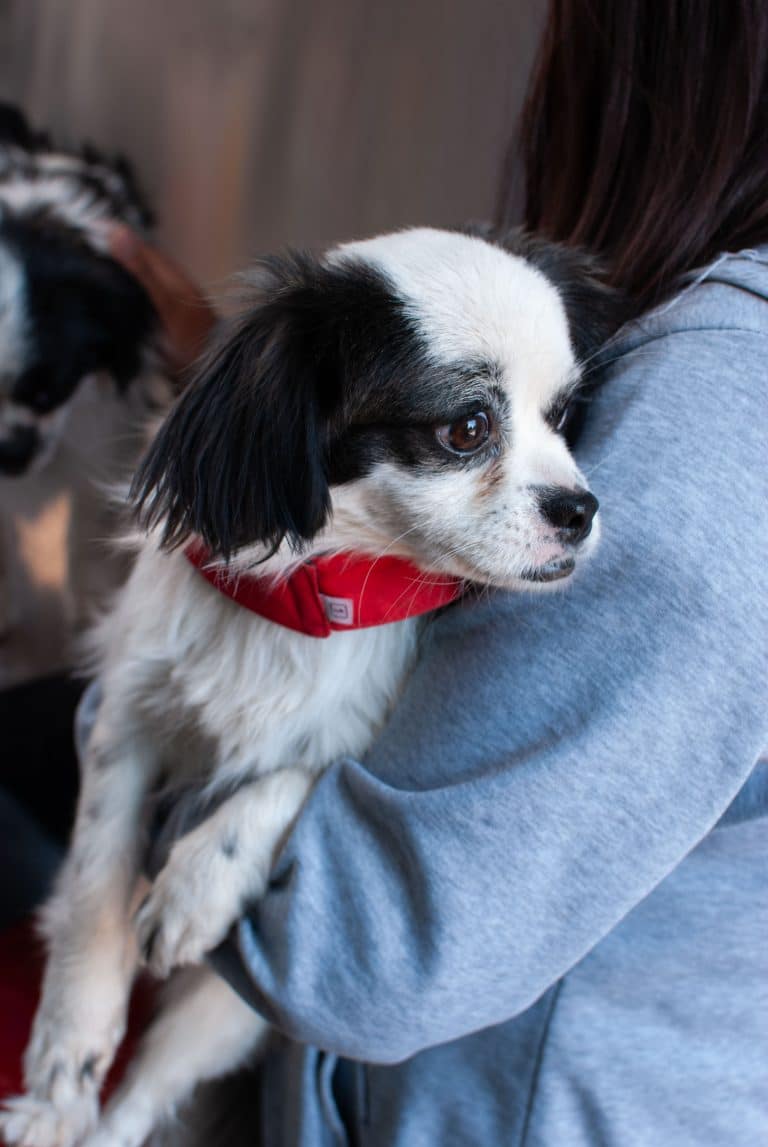 Woman holding a small black and white dog with a red collar against her shoulder