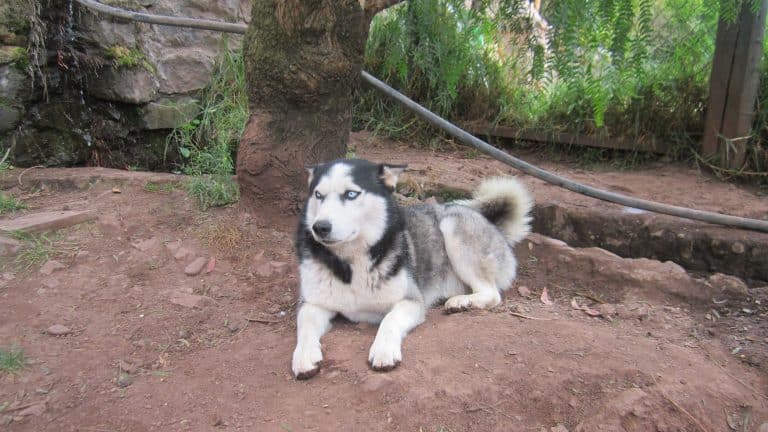 Husky with blue eyes lying on the dirt under a tree in the shelter yard