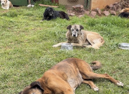 Several rescue dogs lying on the grass in the shelter yard, with kennels behind them"