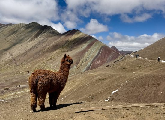 Alpaca looking out over the striped slopes of Rainbow Mountain, Peru"