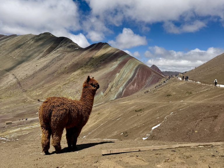 Alpaca looking out over the striped slopes of Rainbow Mountain, Peru