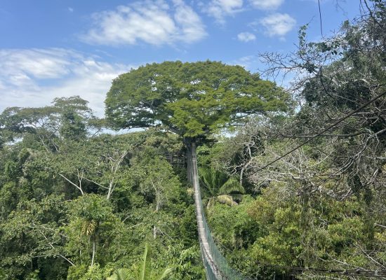Suspension canopy walkway through the Amazon rainforest in Peru, leading to a giant tree"