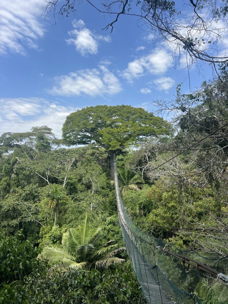 Suspension canopy walkway through the Amazon rainforest in Peru