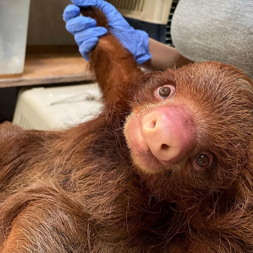 A baby sloth being cared for by the sanctuary team in the Peruvian Amazon